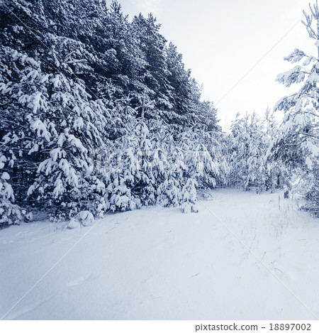 Forest Covered by Snow in Winter Landscape Forest Covered by Snow in Winter Landscape 18897002