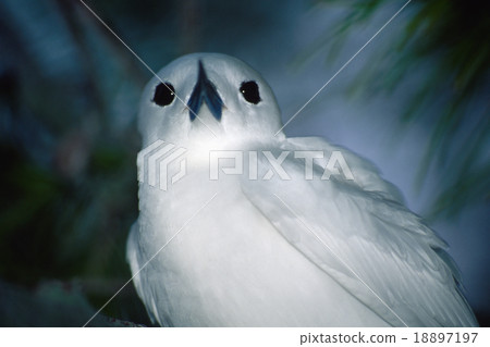 Tidal of the night 18897197