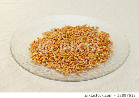 Germinated wheat grains on glass plate. 18897612