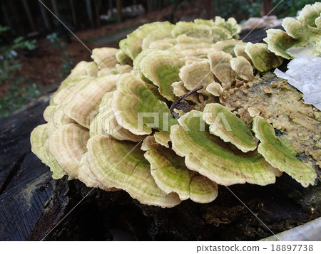 Satoyama Satoyama 18897738