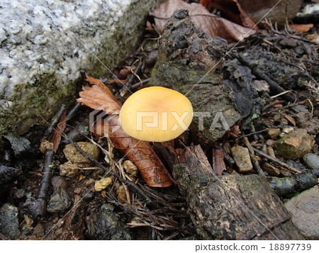 Satoyama Satoyama 18897739