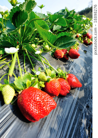 strawberry field strawberry field 18898276