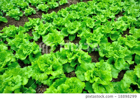 green lettuce crops in growth green lettuce crops in growth 18898299