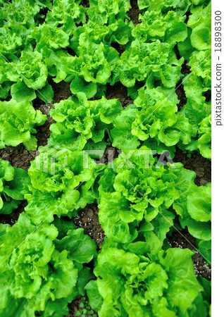 green lettuce crops in growth green lettuce crops in growth 18898300