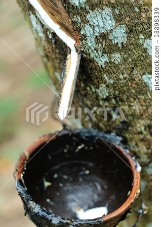 tapping a rubber tree tapping a rubber tree 18898339