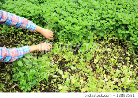 mint plant grow at vegetable garden 18898581