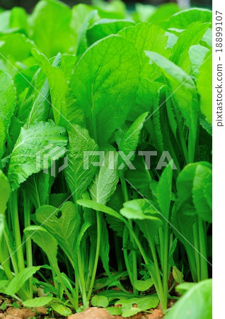 照片素材(图片): green leaf mustard in growth at vegetable garden