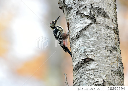 Giant petiola creates a nest hole 18899294