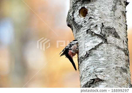Giant petiola creates a nest hole 18899297