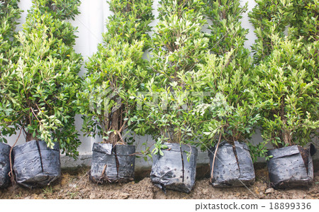 Small Banyan Trees In Plastic Bags. 18899336