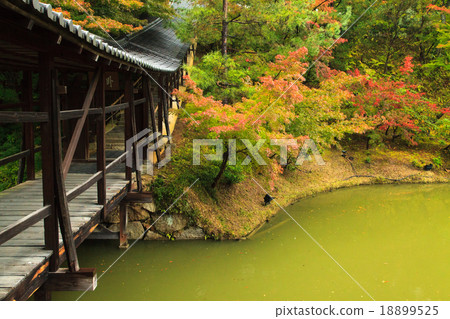 Kodaiji Temple Autumn leaves 18899525