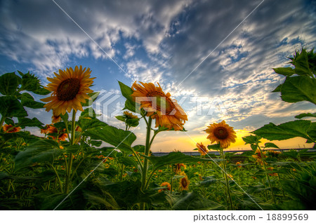 sunflowers field sunflowers field 18899569