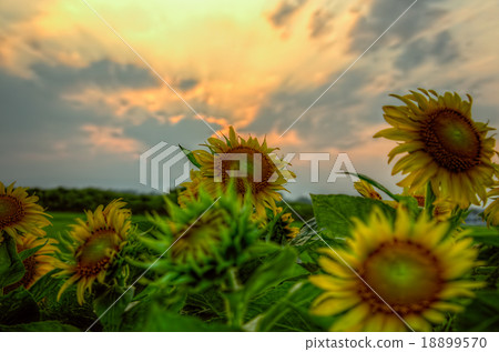 sunflowers field sunflowers field 18899570