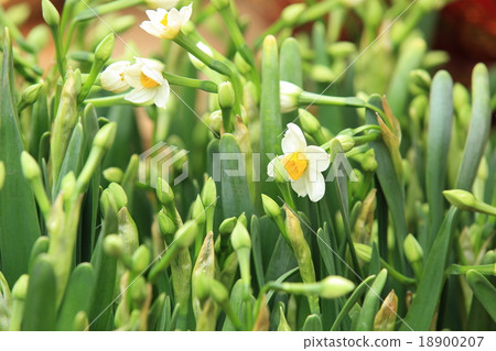 narcissus flowers 18900207