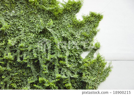 Tied wall of ivy 18900215