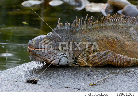 午睡時的鬣蜥(厄瓜多爾鬣蜥公園/瓜亞基爾) 午睡時的鬣蜥(厄瓜多爾鬣蜥公園/瓜亞基爾) 18901205