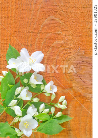 jasmin on wooden background jasmin on wooden background 18901325
