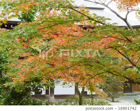 寺廟的秋葉 18901742