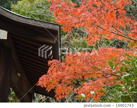 寺廟的秋葉 18901743