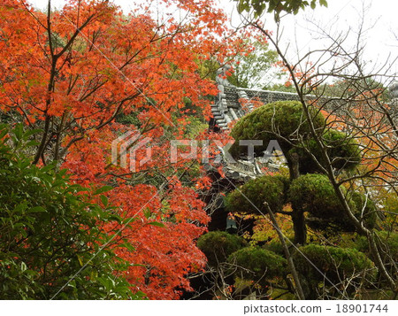 寺廟的秋葉 18901744