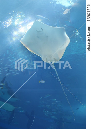 Manta Manta 18901756