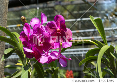 close-up Vanda Orchid Wanda - Queen of orchids close-up Vanda Orchid Wanda - Queen of orchids 18901869