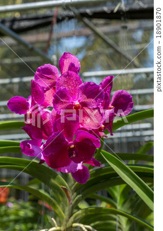 close-up Vanda Orchid Wanda - Queen of orchids  18901870