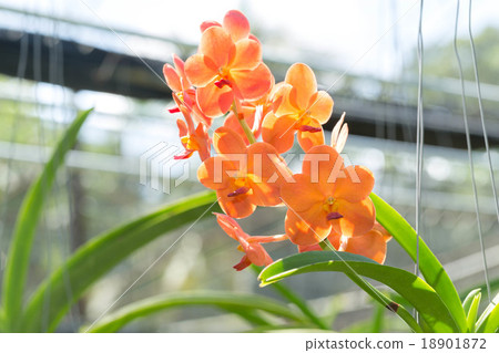 Yellow Orchid Flower  18901872