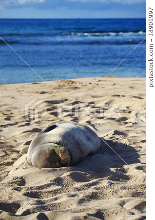 Hawaiian Monk Hawaiian Monk 18901997