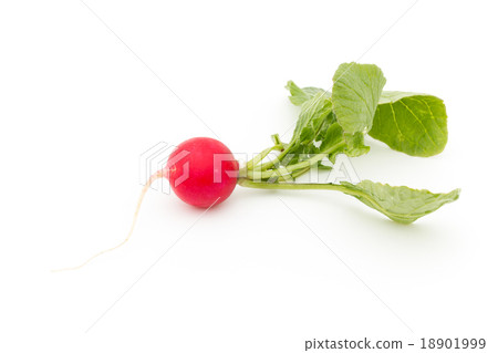 Radish (Radish) 18901999
