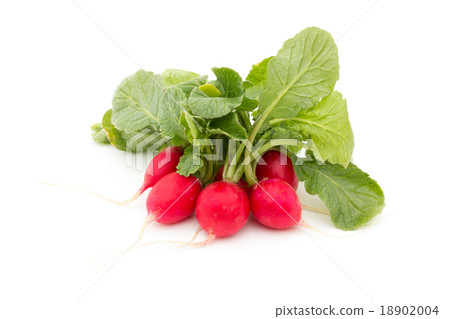 蘿蔔(蘿蔔) 蘿蔔(蘿蔔) 18902004