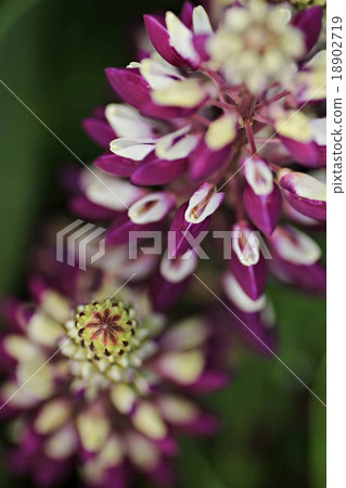  Lupine 18902719