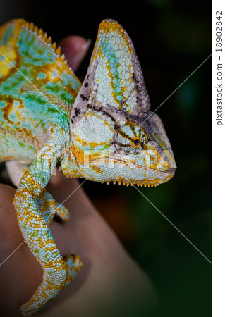 Yemen chameleon 18902842