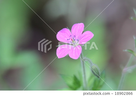 Safflower cauliflower 18902866