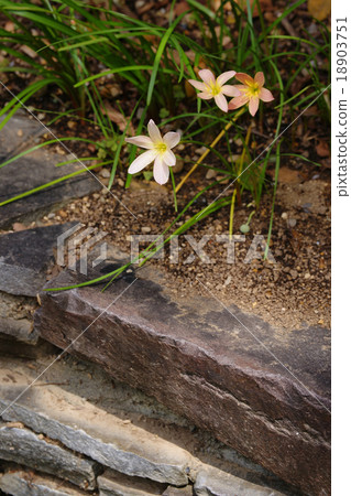 Zephyrinus Zephyrinus 18903751