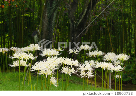Cluster amaryllis 18903758