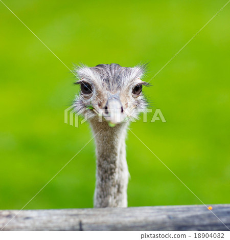 Ostrich head closeup. Animal zoo, outdoors Ostrich head closeup. Animal zoo, outdoors 18904082
