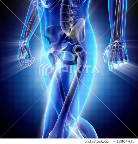 human bones radiography scan image 18904433