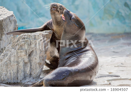 南海獅 南海獅 18904507