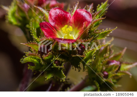 Beautiful red flowers Beautiful red flowers 18905046
