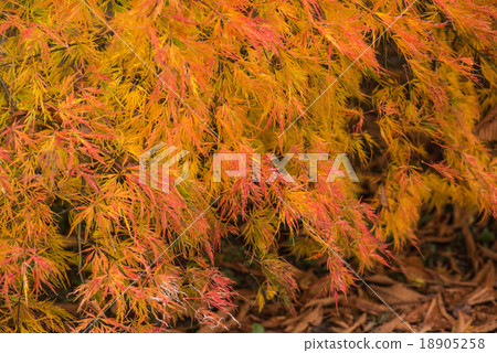 Autumn leaves of Lake Kawaguchi Autumn leaves of Lake Kawaguchi 18905258