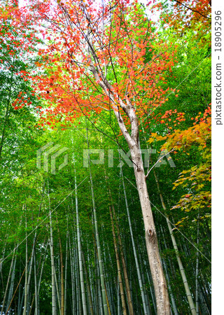 Bamboo grove Bamboo grove 18905296