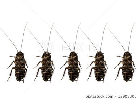 Cockroach on white background Cockroach on white background 18905303