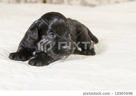 Small puppi breed Miniature Schnauzer 18905696
