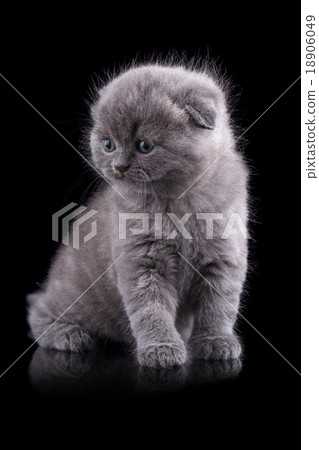 Lop-eared kitten on a magnificent background Lop-eared kitten on a magnificent background 18906049