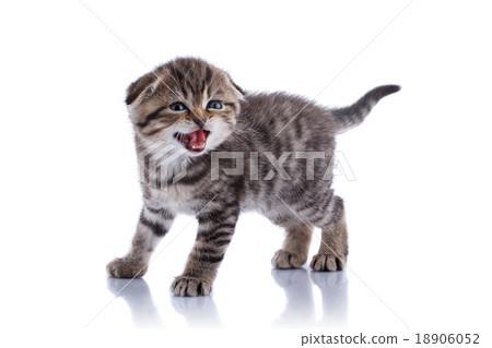 Lop-eared kitten on a magnificent background 18906052