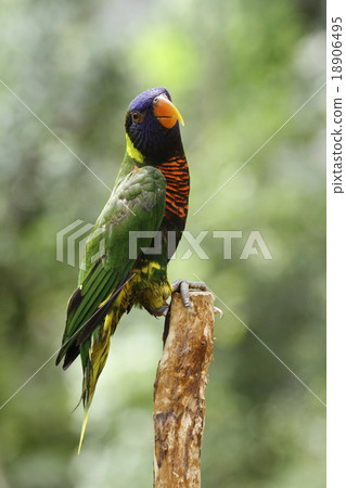 a curious Rainbow Lory, parrot 18906495