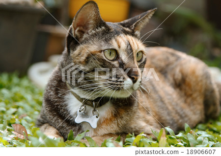 Brown and orange tabby cat 18906607