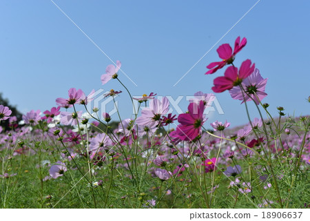 Cosmos Cosmos 18906637