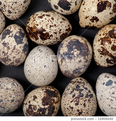 Quail Egg Background 18906680